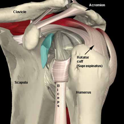 What Are Some Immediate Treatments For the Rotator Cuff Problem